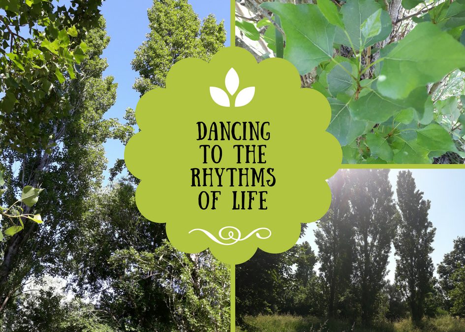 Having solid roots & dancing to the rhythms of life